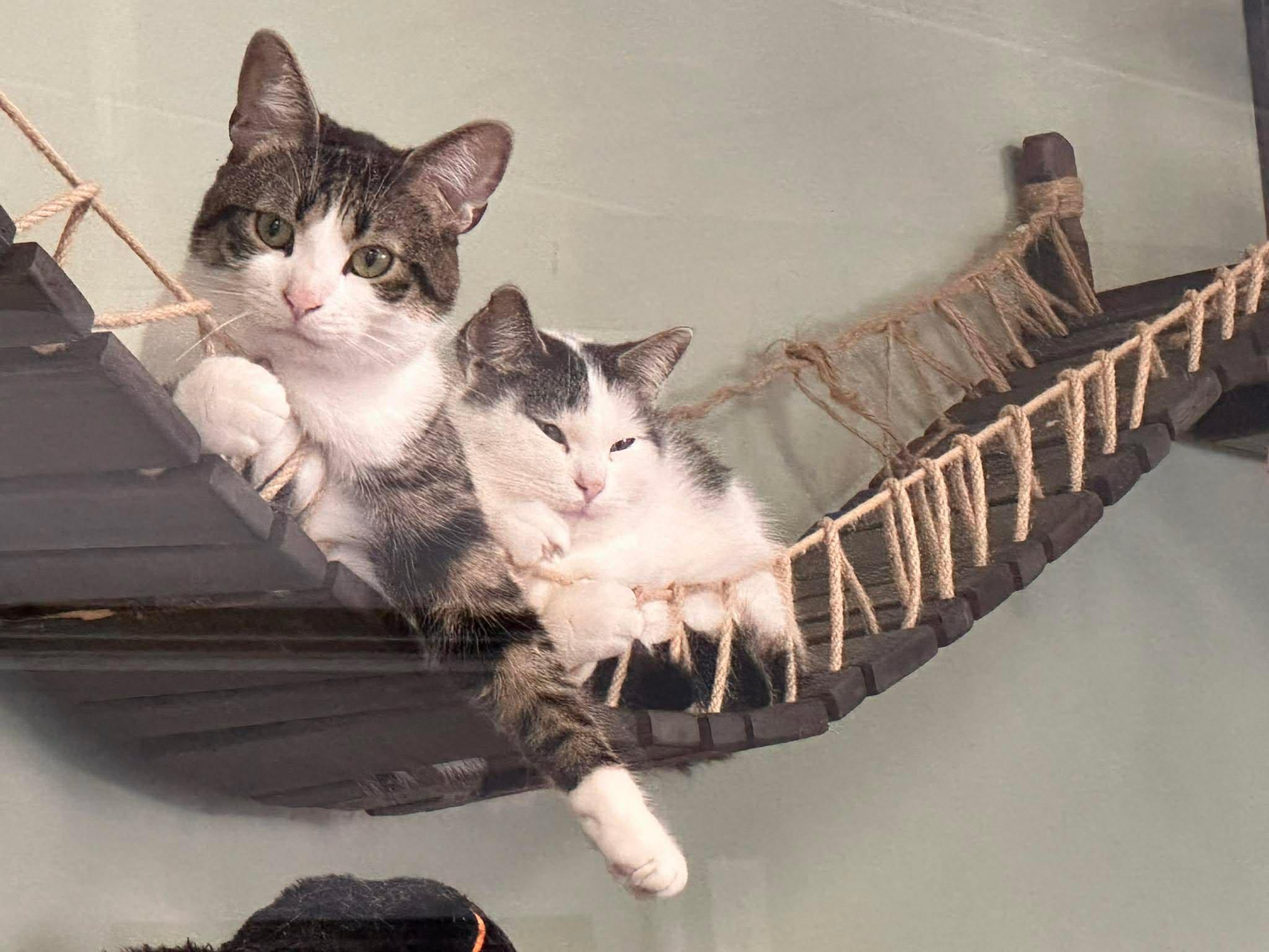 Enlarge CHICKEN NUGGET (bonded with McCHICKEN), a Adoptable Domestic Short Hair in Tillsonburg, ON image 3/3