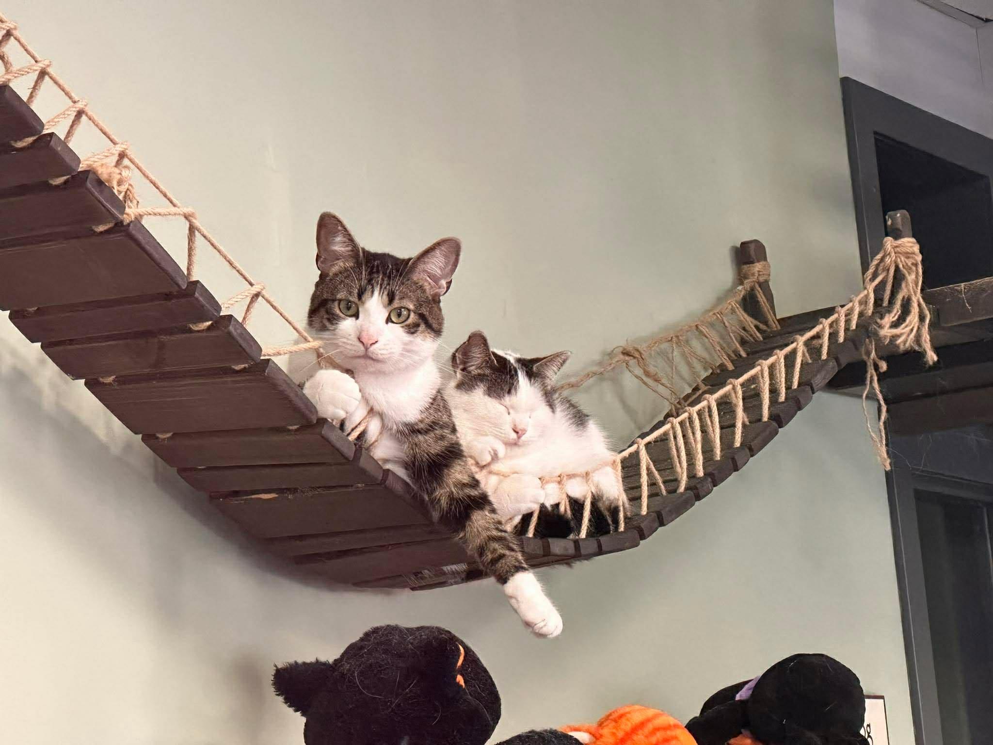 Enlarge CHICKEN NUGGET (bonded with McCHICKEN), a Adoptable Domestic Short Hair in Tillsonburg, ON image 2/3