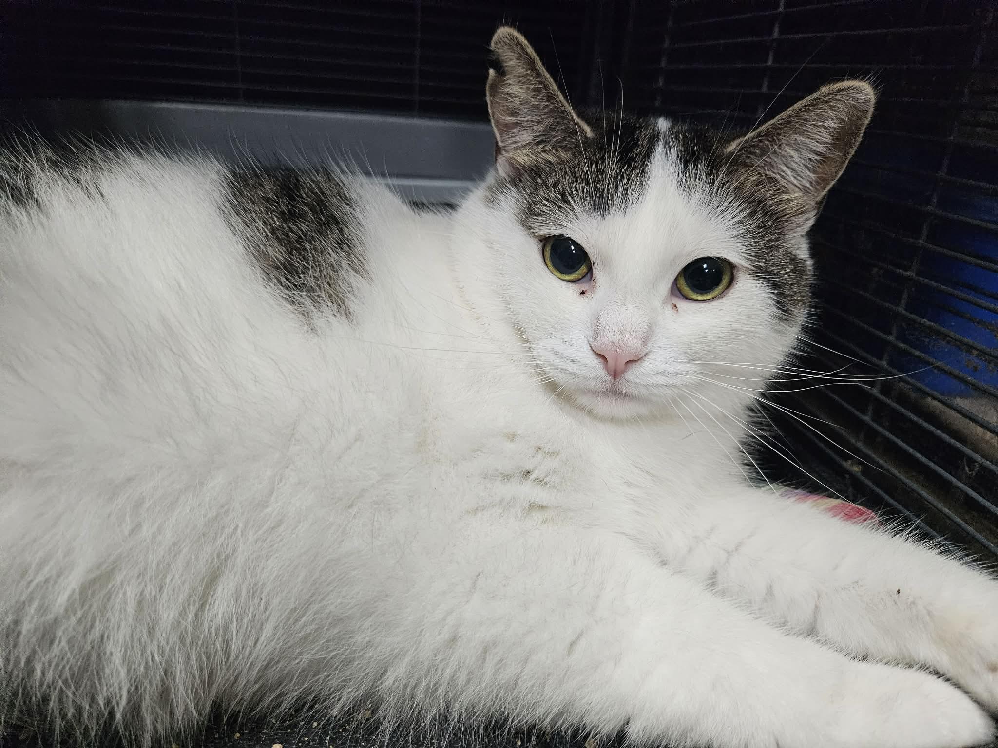 Enlarge CHICKEN NUGGET (bonded with McCHICKEN), a Adoptable Domestic Short Hair in Tillsonburg, ON image 1/1
