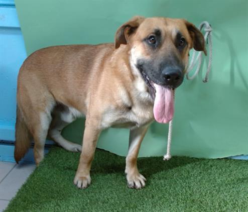 GUMDROP, Adoptable, Adult Male German Shepherd Dog.