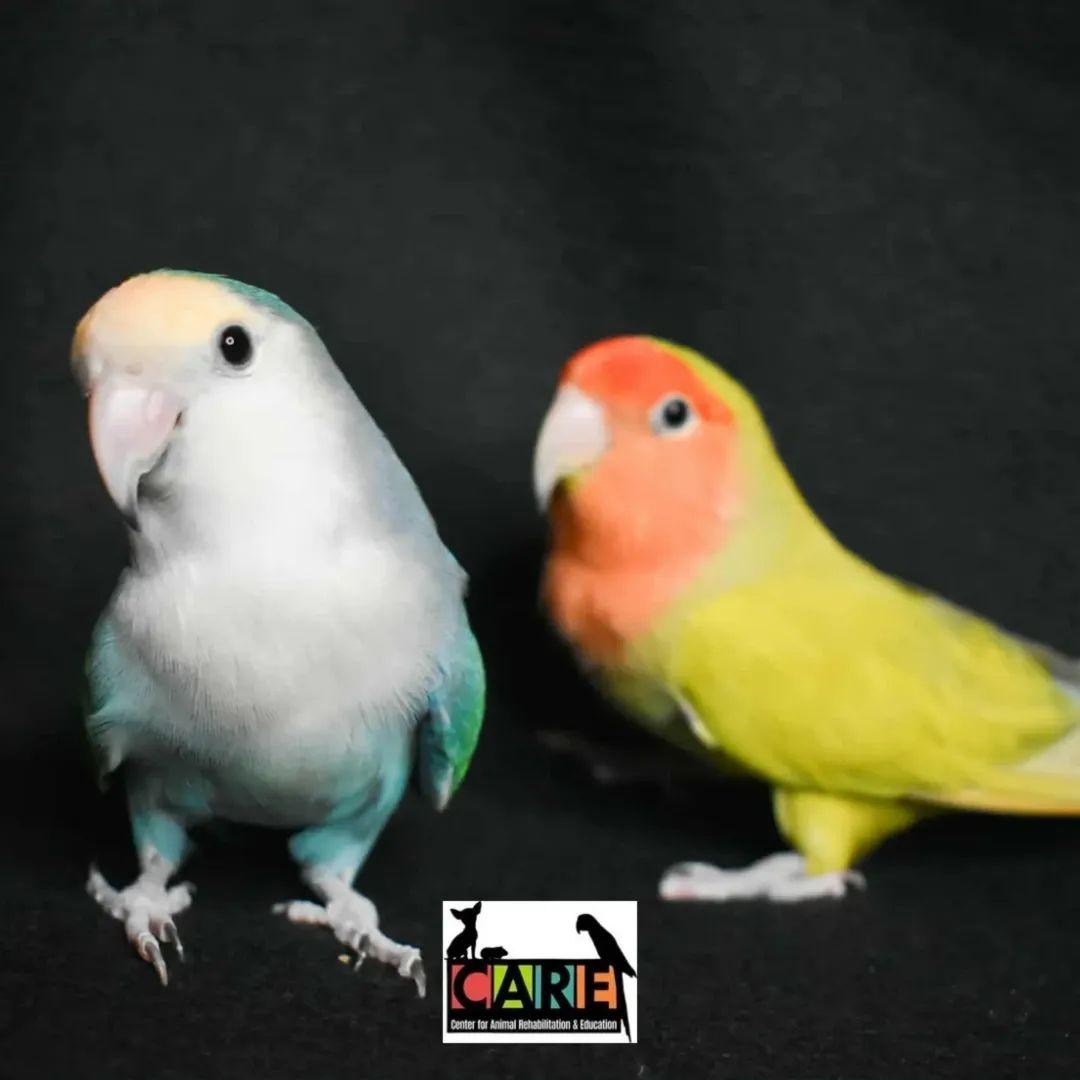 Sharky and Dino, adopted, Adult Male Lovebird.