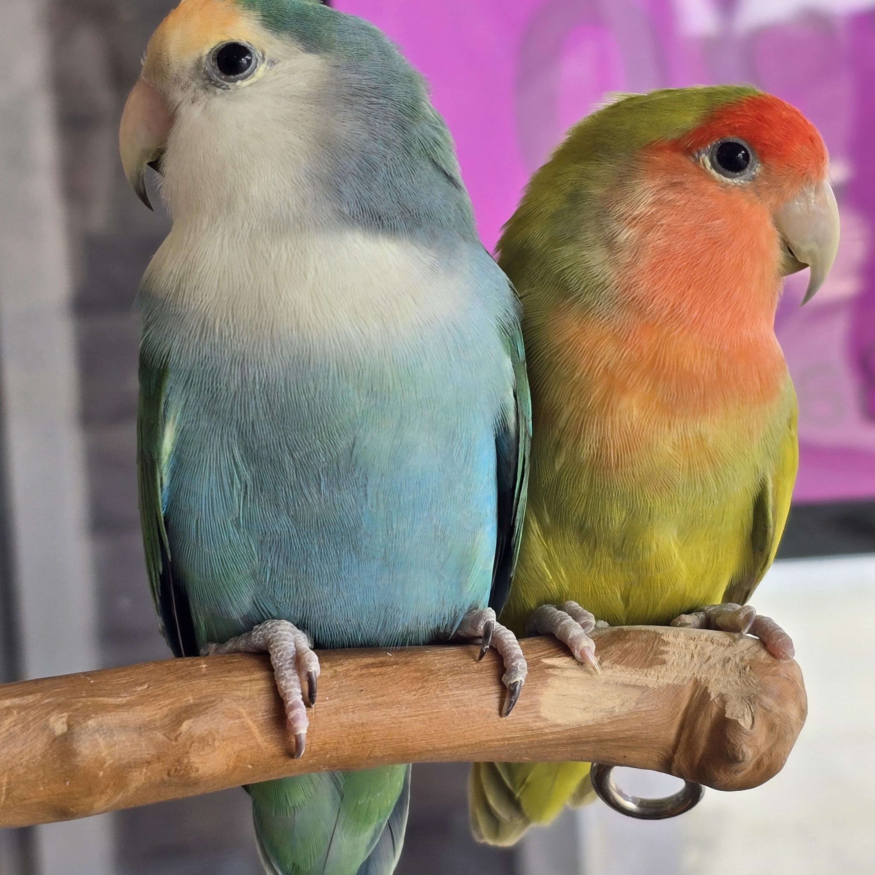 Enlarge Sharky and Dino, an adopted Lovebird in Waukesha, WI image 3/6