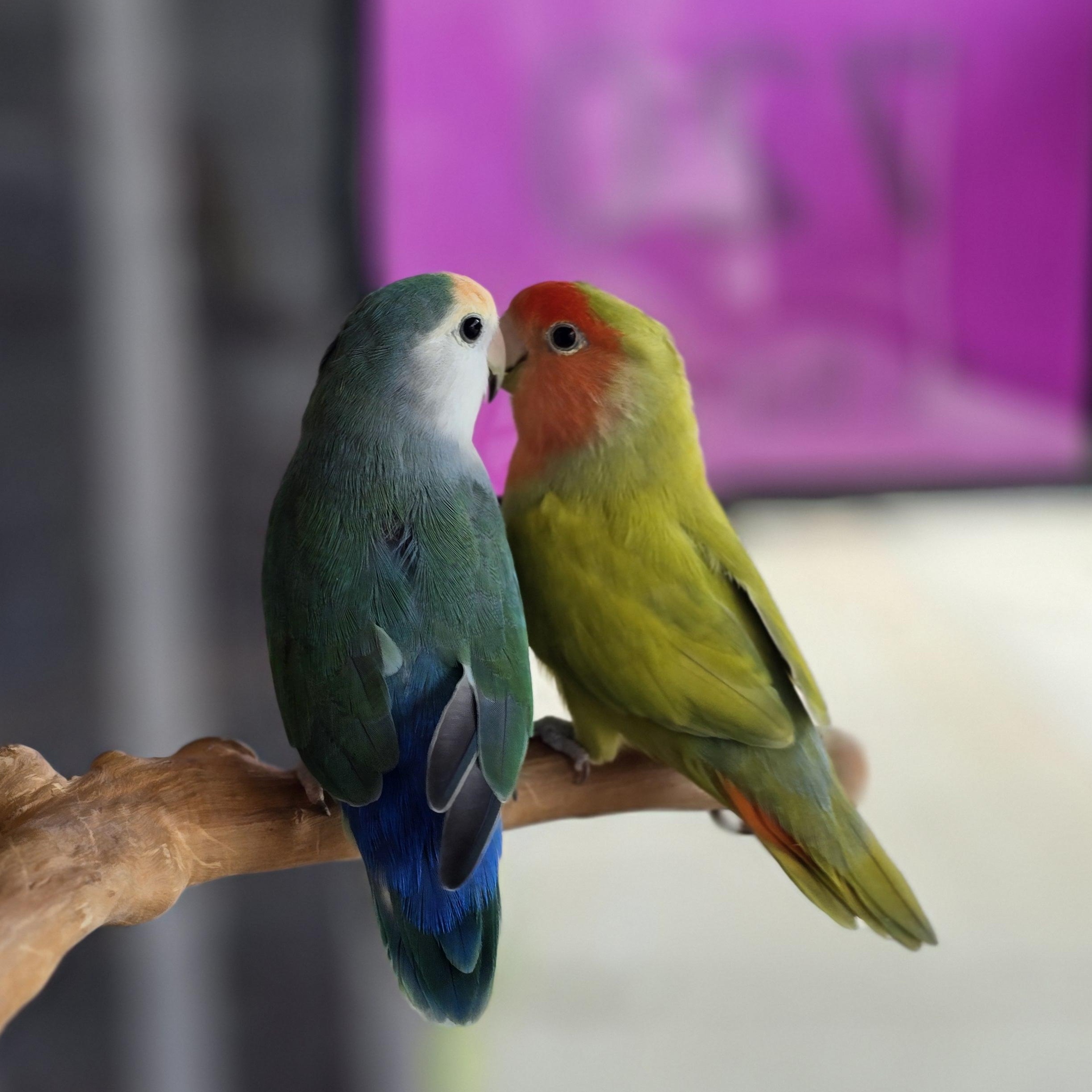 Enlarge Sharky and Dino, an adopted Lovebird in Waukesha, WI image 4/6