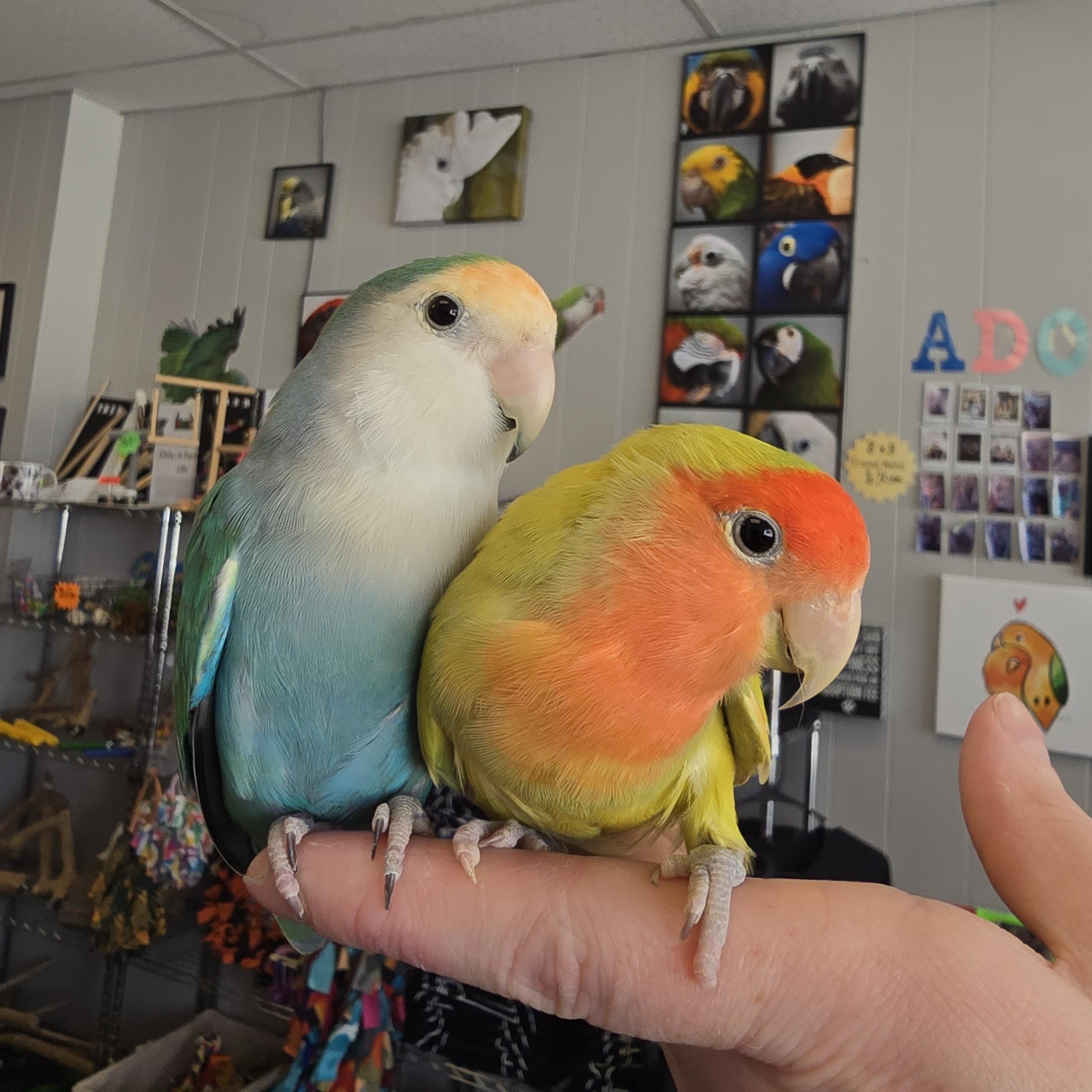 Enlarge Sharky and Dino, an adopted Lovebird in Waukesha, WI image 5/6