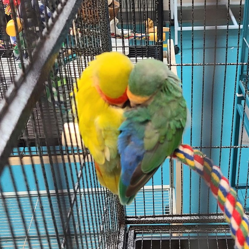 Enlarge Sharky and Dino, an adopted Lovebird in Waukesha, WI image 2/6