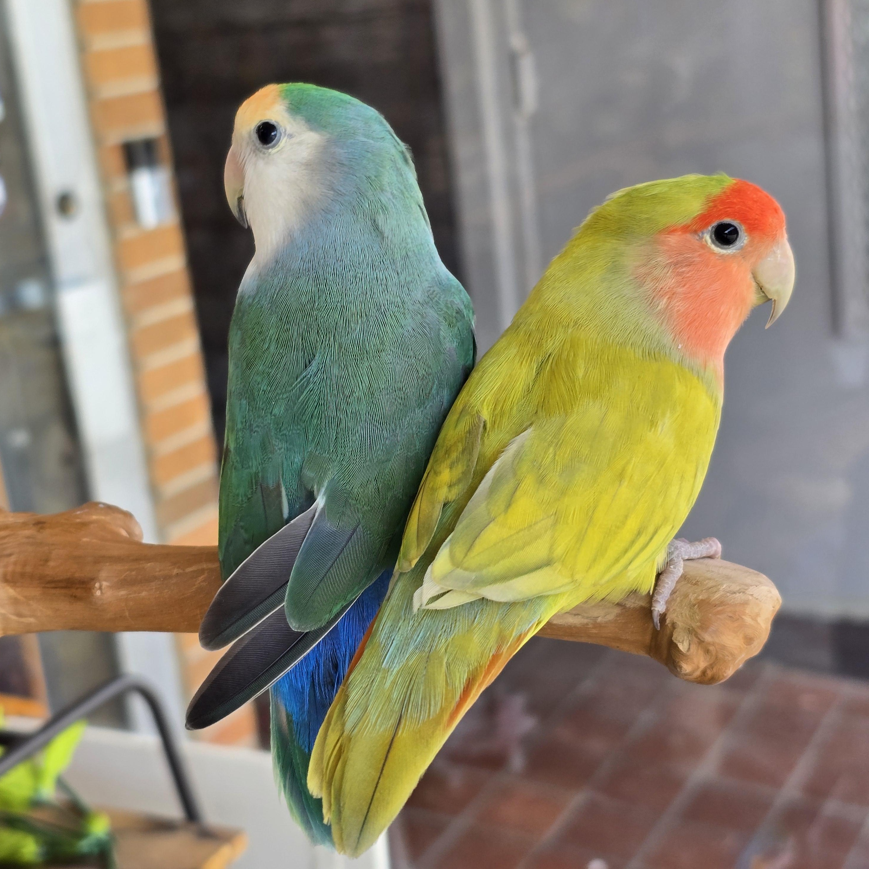 Enlarge Sharky and Dino, an adopted Lovebird in Waukesha, WI image 6/6