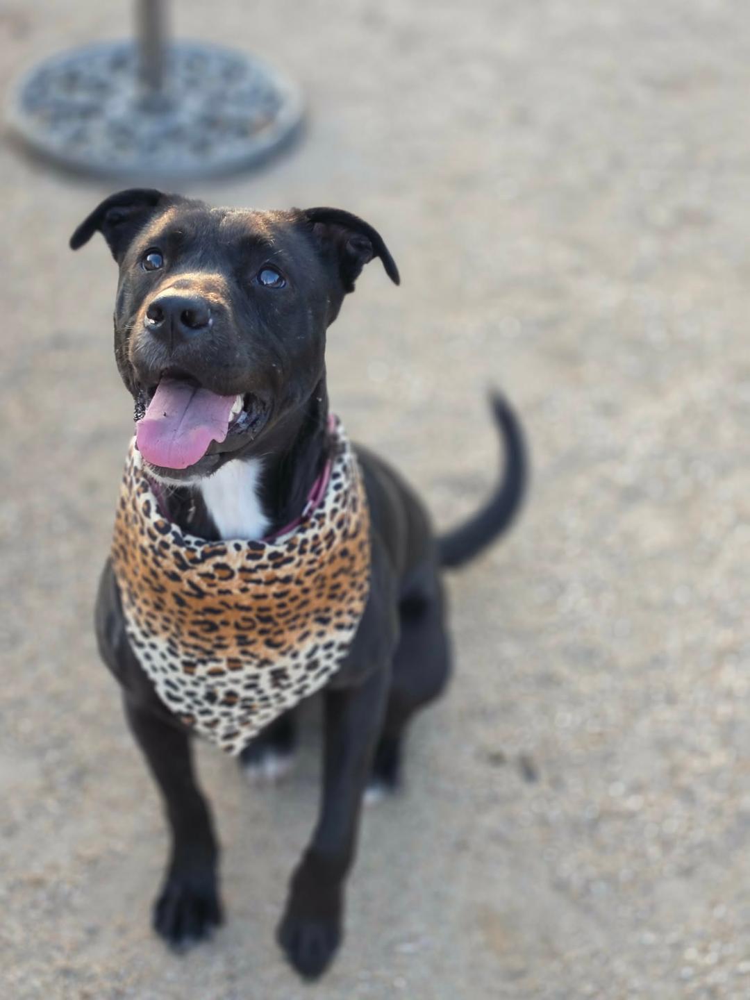 Rosie , a ADOPTABLE mixed breed in Costa Mesa , CA image 6/6