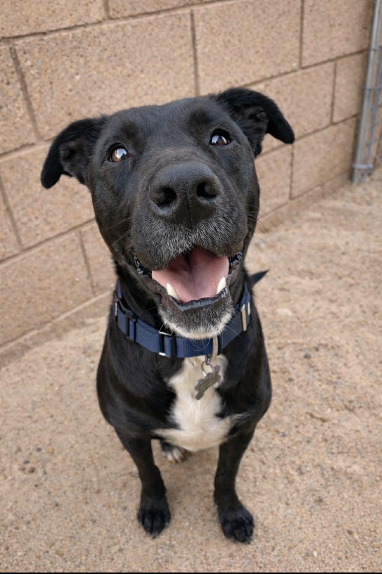 Rosie , ADOPTABLE, Young Female Black Labrador Retriever & Pit Bull Terrier.