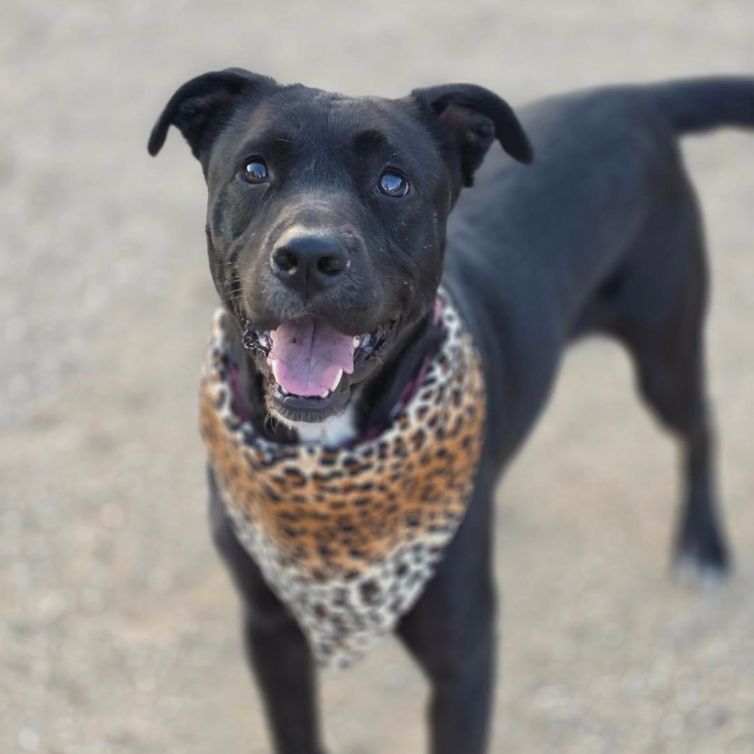 Rosie , ADOPTABLE, Young Female Black Labrador Retriever & Pit Bull Terrier.