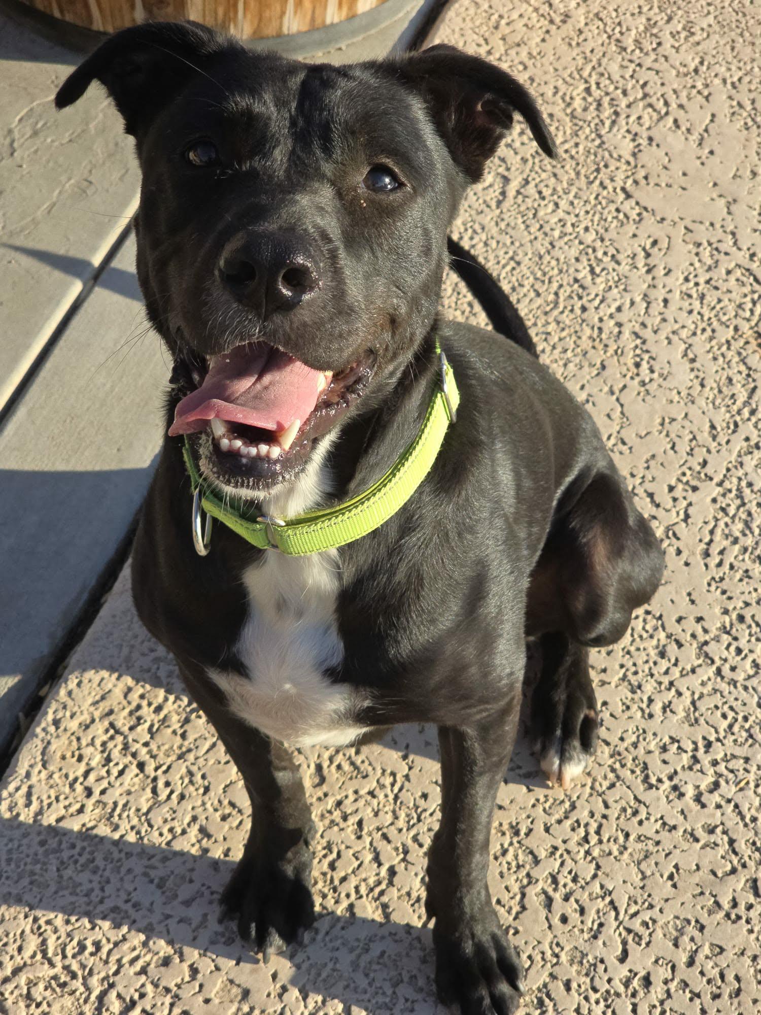 Enlarge Rosie , a ADOPTABLE mixed breed in Del Mar, CA image 3/5