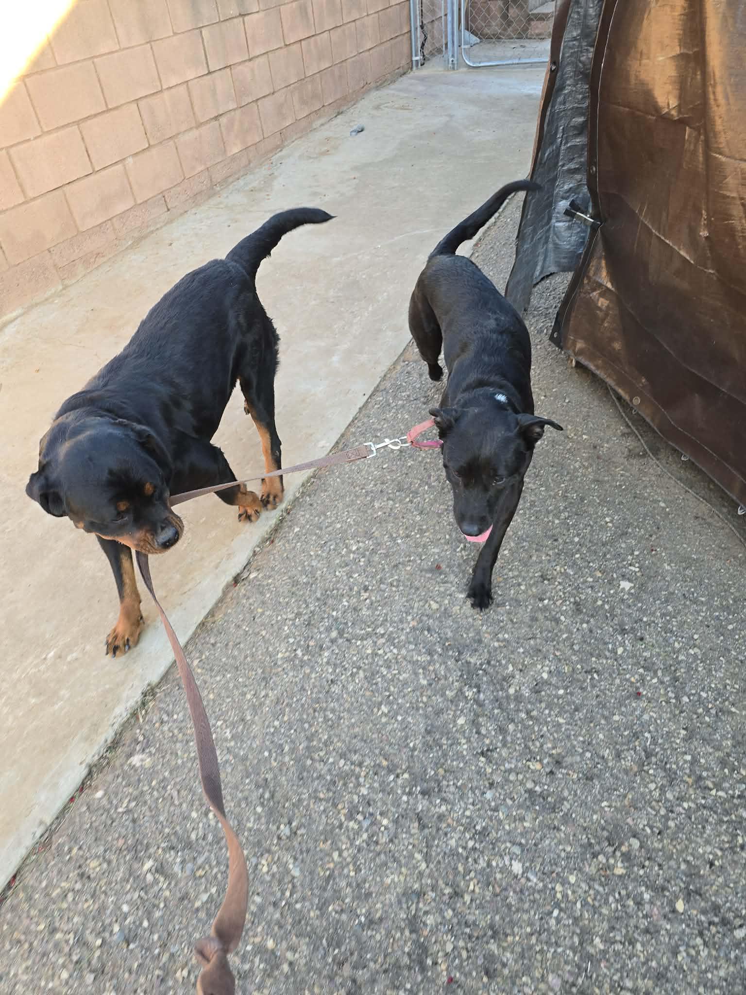Enlarge Rosie , a ADOPTABLE mixed breed in Del Mar, CA image 4/5