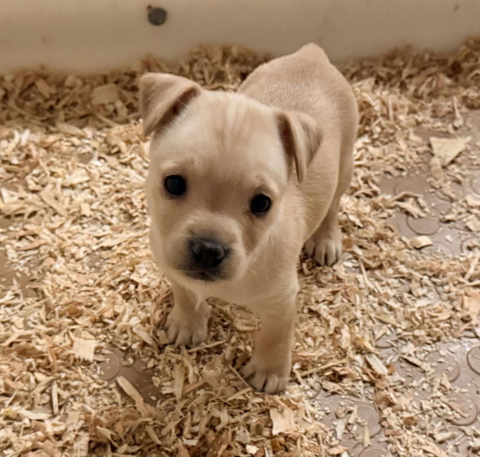 Bunny, Adoptable, Puppy Female Chihuahua & Norwich Terrier.
