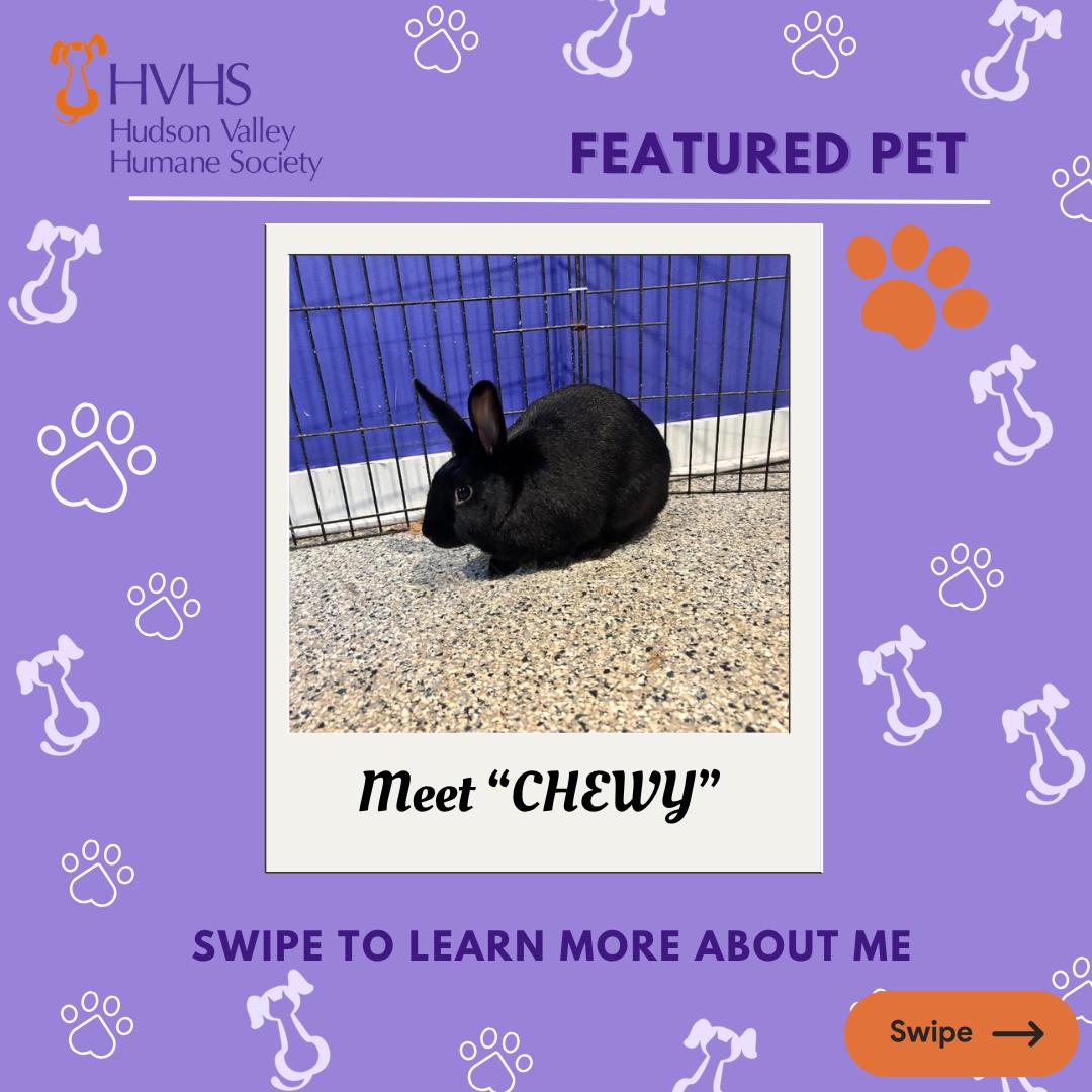 Enlarge CHEWY, a ADOPTABLE Bunny Rabbit in Pomona, NY image 1/2