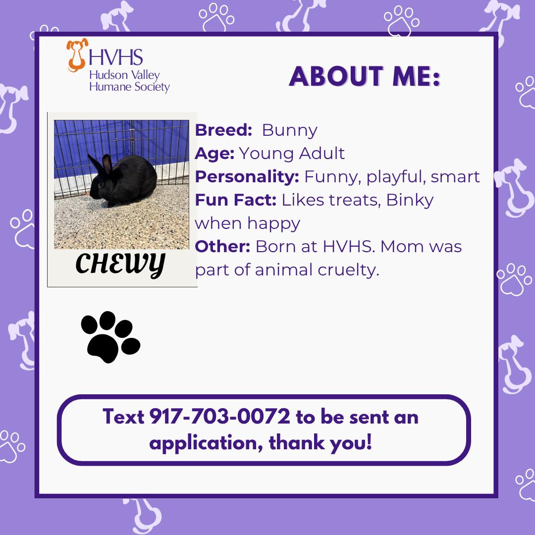 Enlarge CHEWY, a ADOPTABLE Bunny Rabbit in Pomona, NY image 2/2