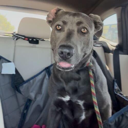 Blueberry, Adoptable, Adult Female Pit Bull Terrier & Mixed Breed.