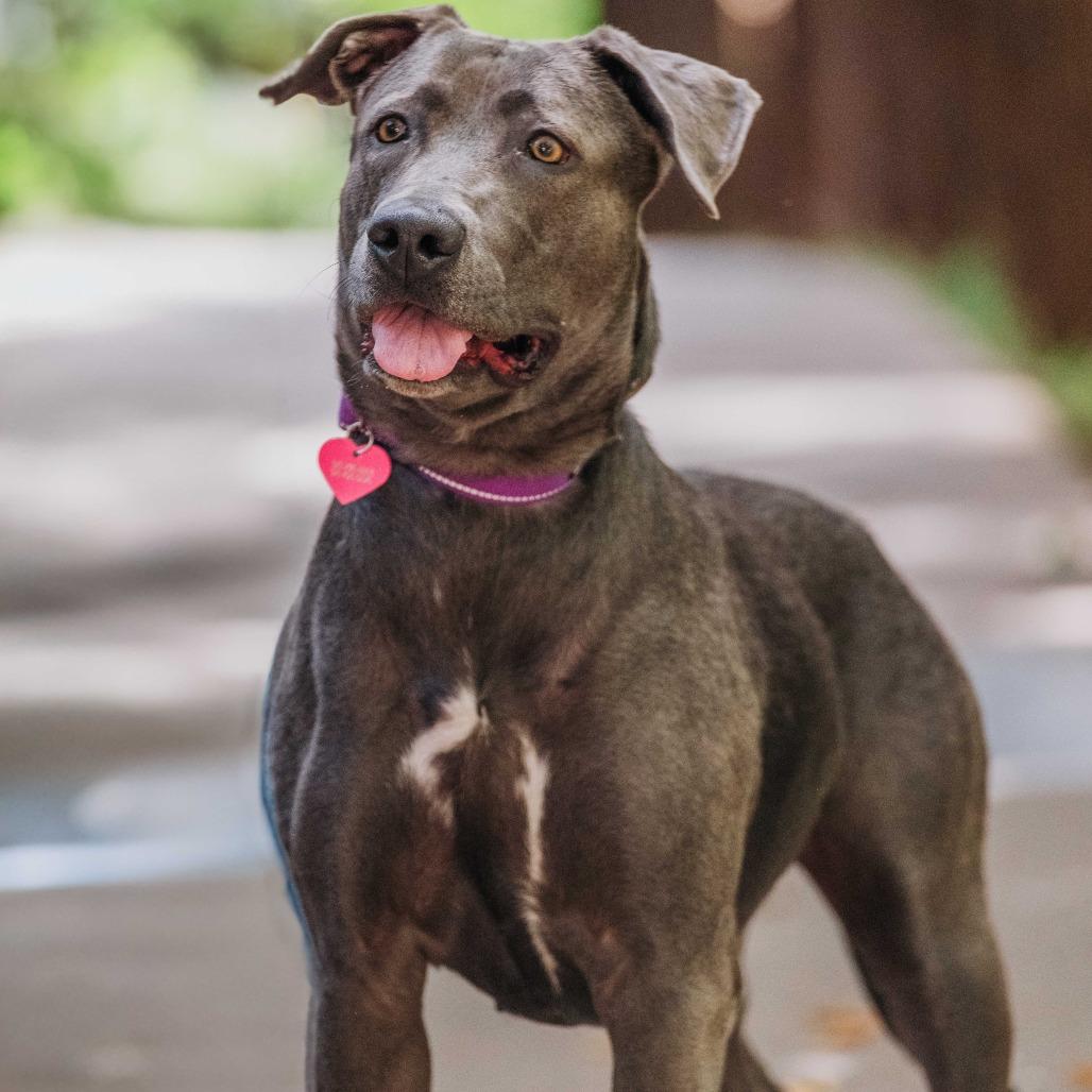 Enlarge Blueberry, a Adoptable mixed breed in Turlock, CA image 2/6