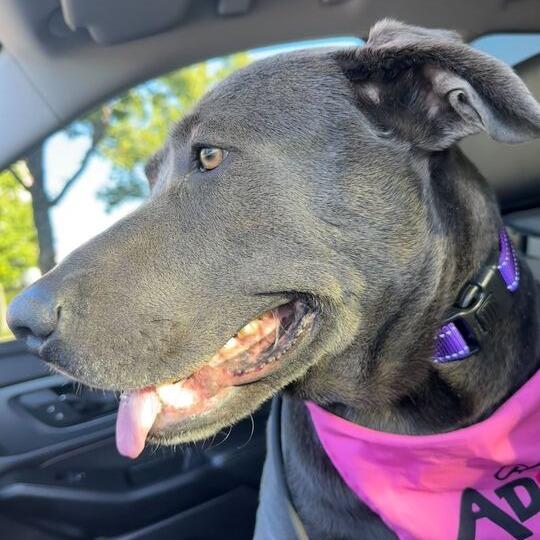 Enlarge Blueberry, a Adoptable mixed breed in Turlock, CA image 3/6