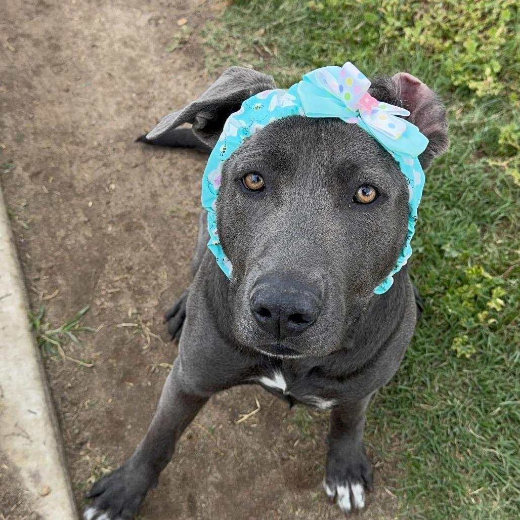 Enlarge Blueberry, a Adoptable mixed breed in Turlock, CA image 4/6