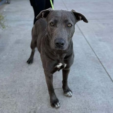 Enlarge Blueberry, a Adoptable mixed breed in Turlock, CA image 5/6