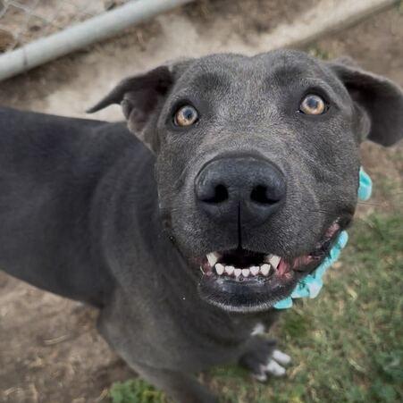 Enlarge Blueberry, a Adoptable mixed breed in Turlock, CA image 6/6