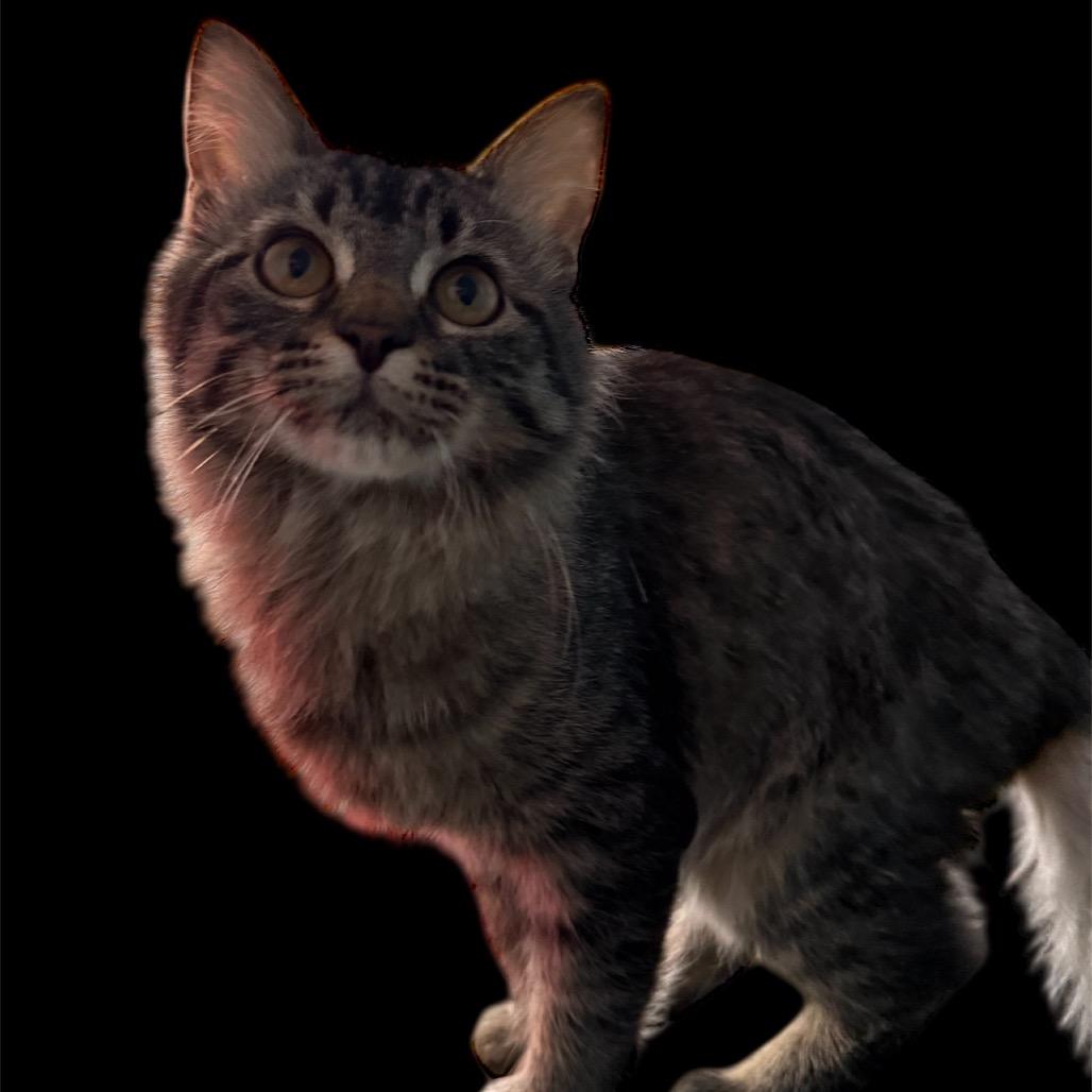 Enlarge Positron Weeds 55498, a Adoptable Domestic Medium Hair in Eaton Rapids, MI image 1/4