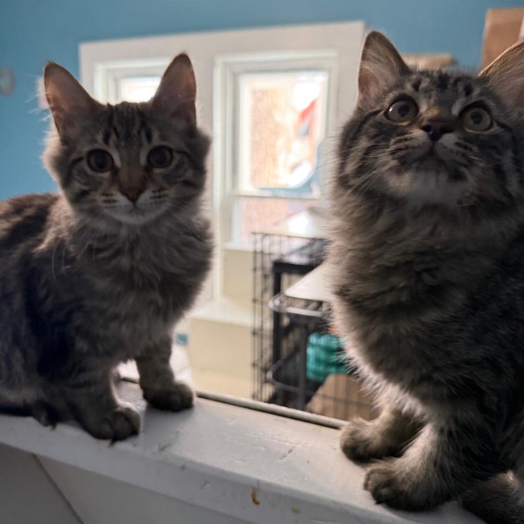 Enlarge Positron Weeds 55498, a Adoptable Domestic Medium Hair in Eaton Rapids, MI image 2/4