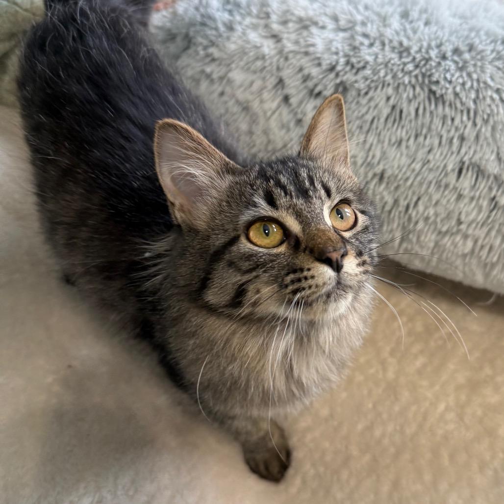 Enlarge Positron Weeds 55498, a Adoptable Domestic Medium Hair in Eaton Rapids, MI image 4/4