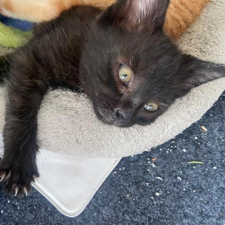 Enlarge Pocus, an adopted Domestic Short Hair in Kentwood, MI image 1/1