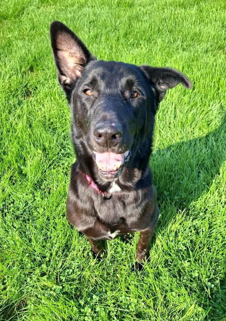 Enlarge Wanda, a ADOPTABLE mixed breed in Morocco, IN image 1/1