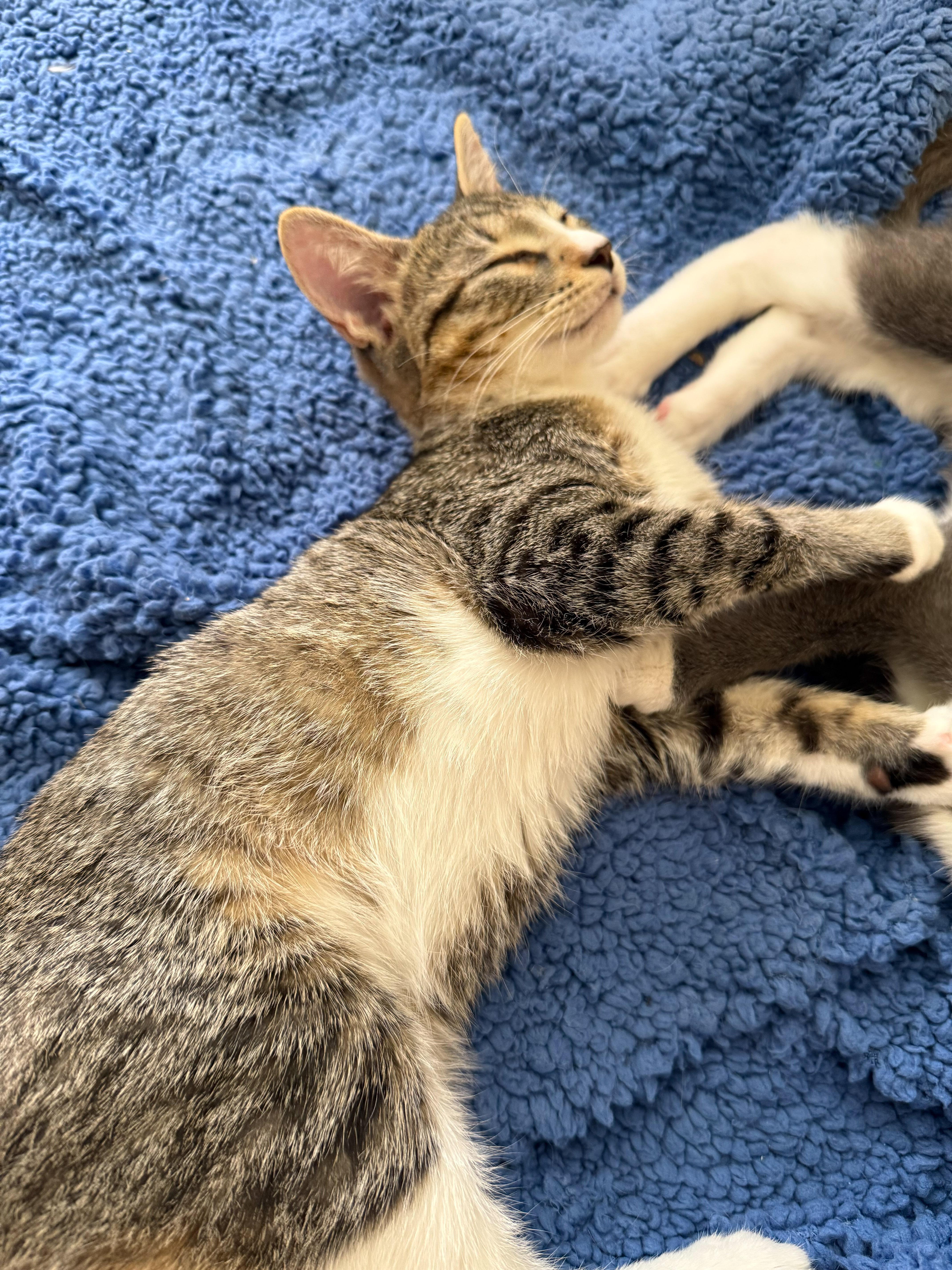 Tigger, a Adoptable Domestic Short Hair in Naples, FL image 1/5