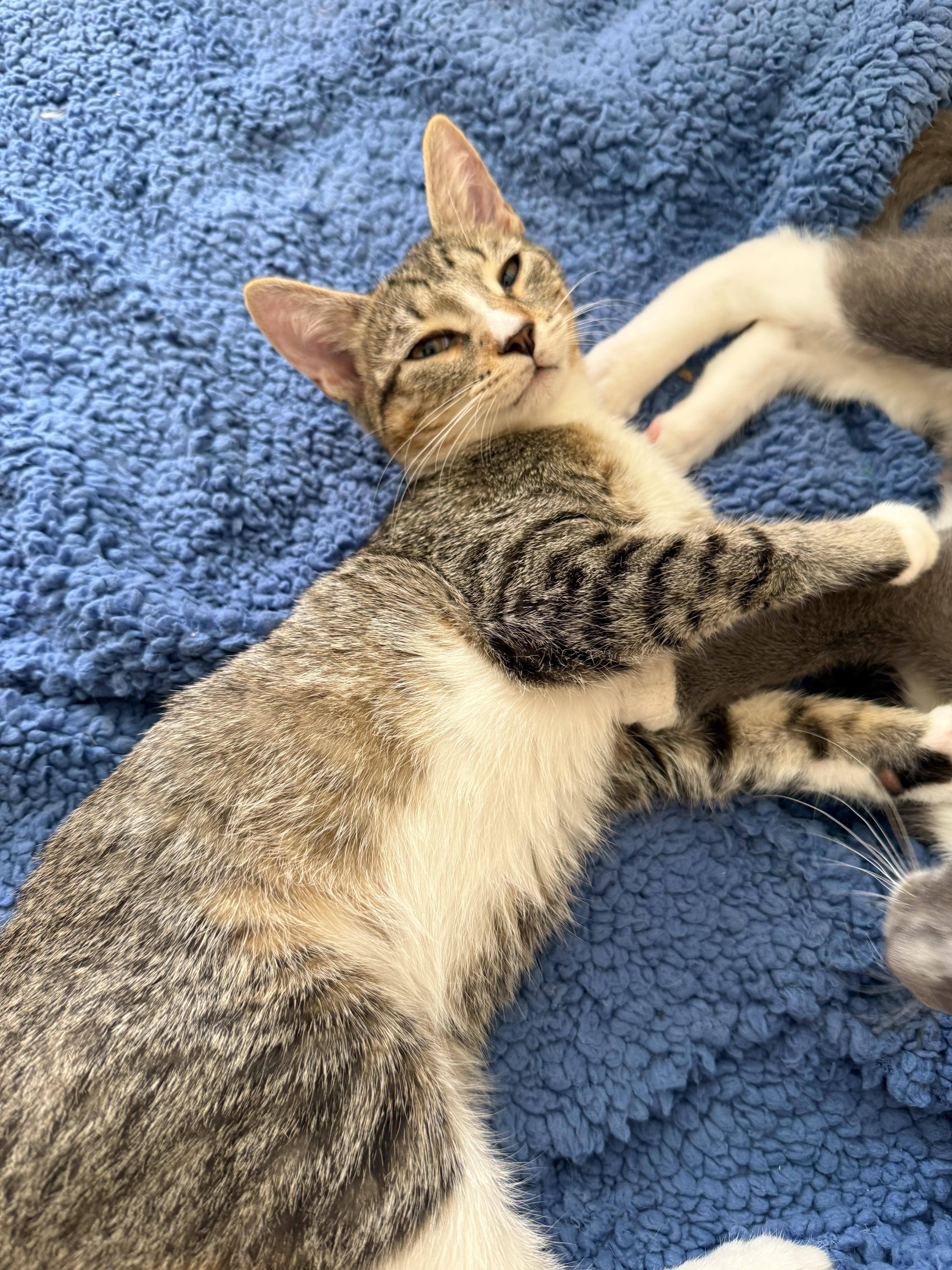 Tigger, a Adoptable Domestic Short Hair in Naples, FL image 2/5