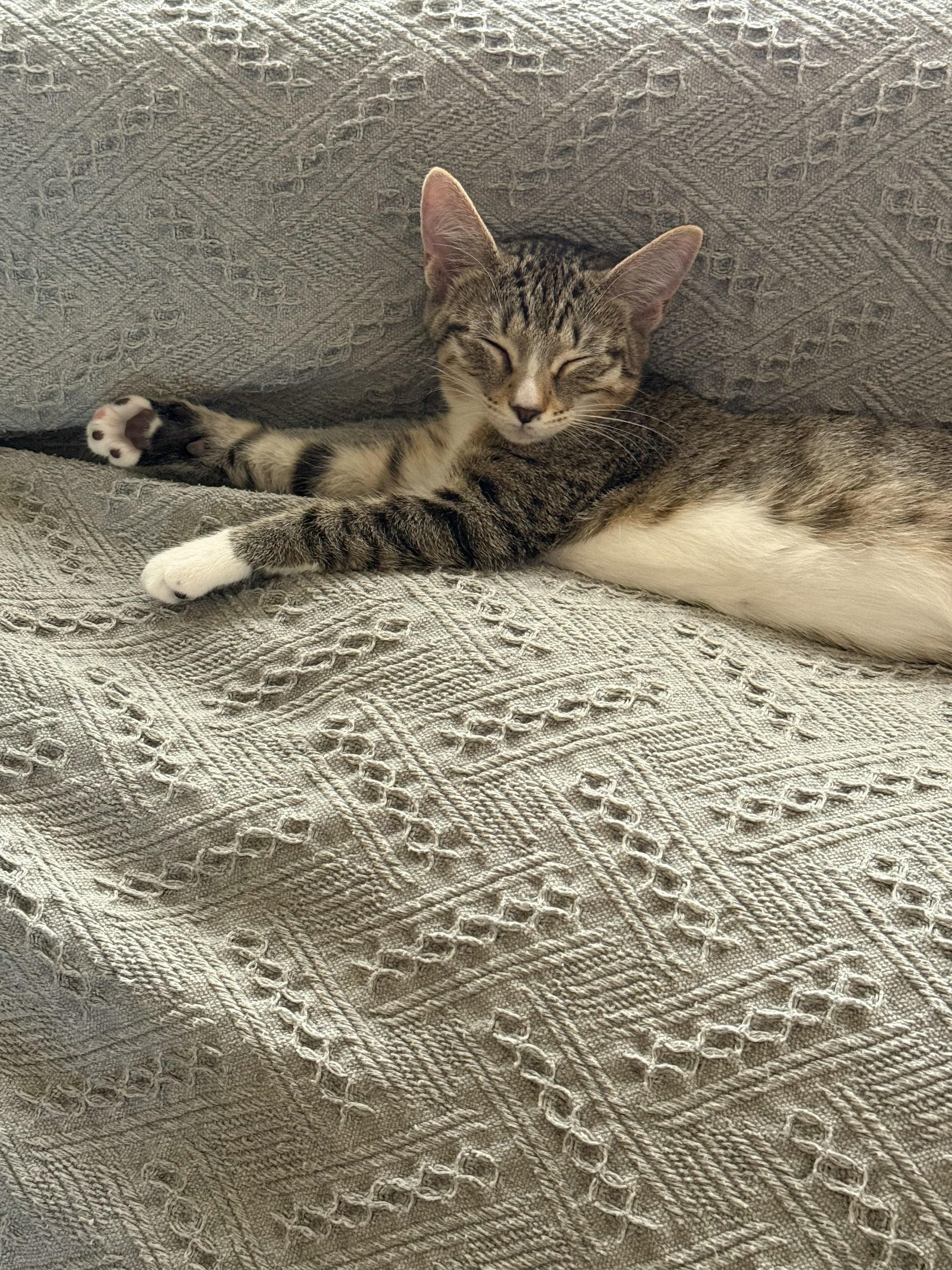 Tigger, a Adoptable Domestic Short Hair in Naples, FL image 3/5