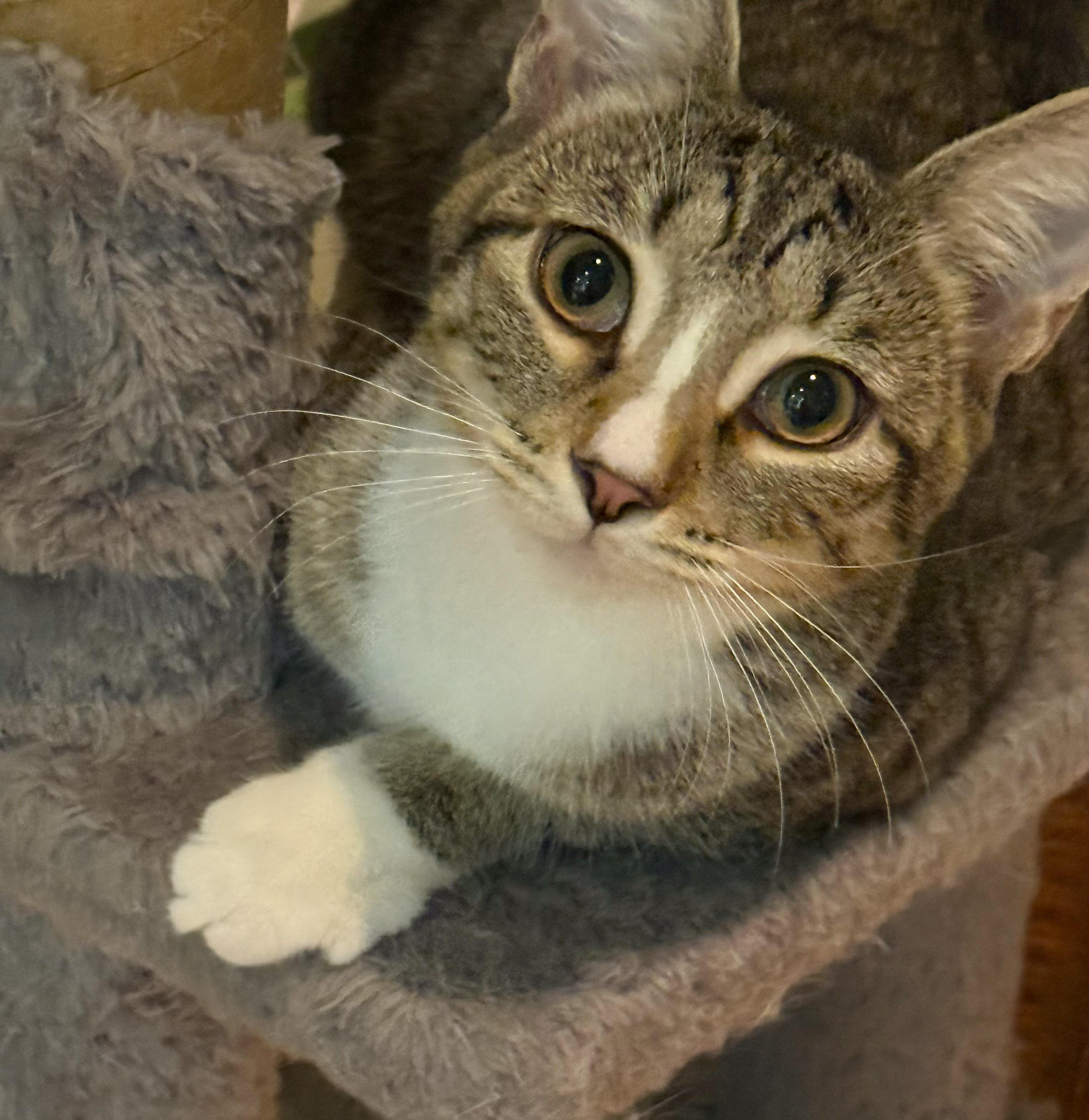 Tigger, Adoptable, Young Female Domestic Short Hair.
