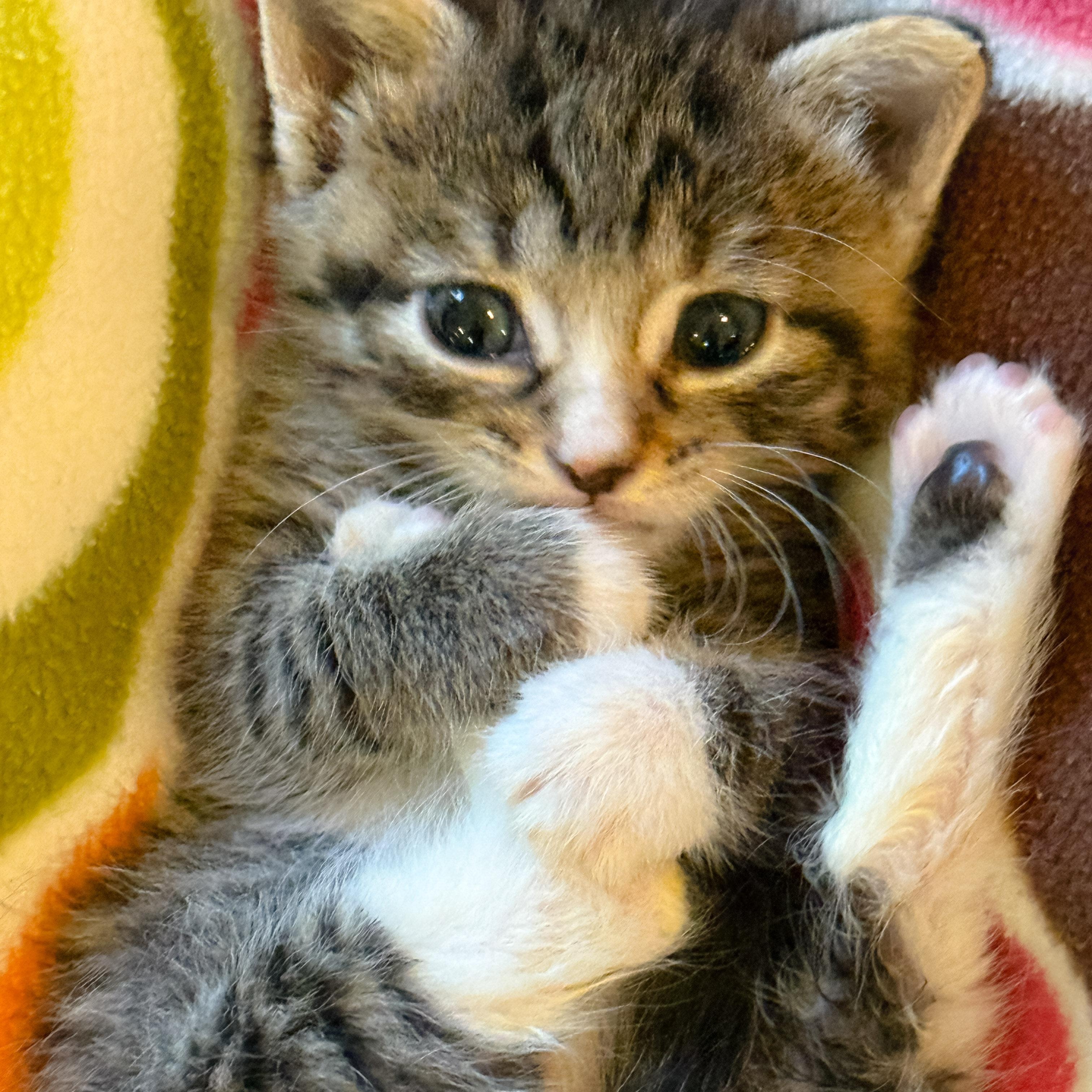 Tigger, a Adoptable Domestic Short Hair in Naples, FL image 4/5