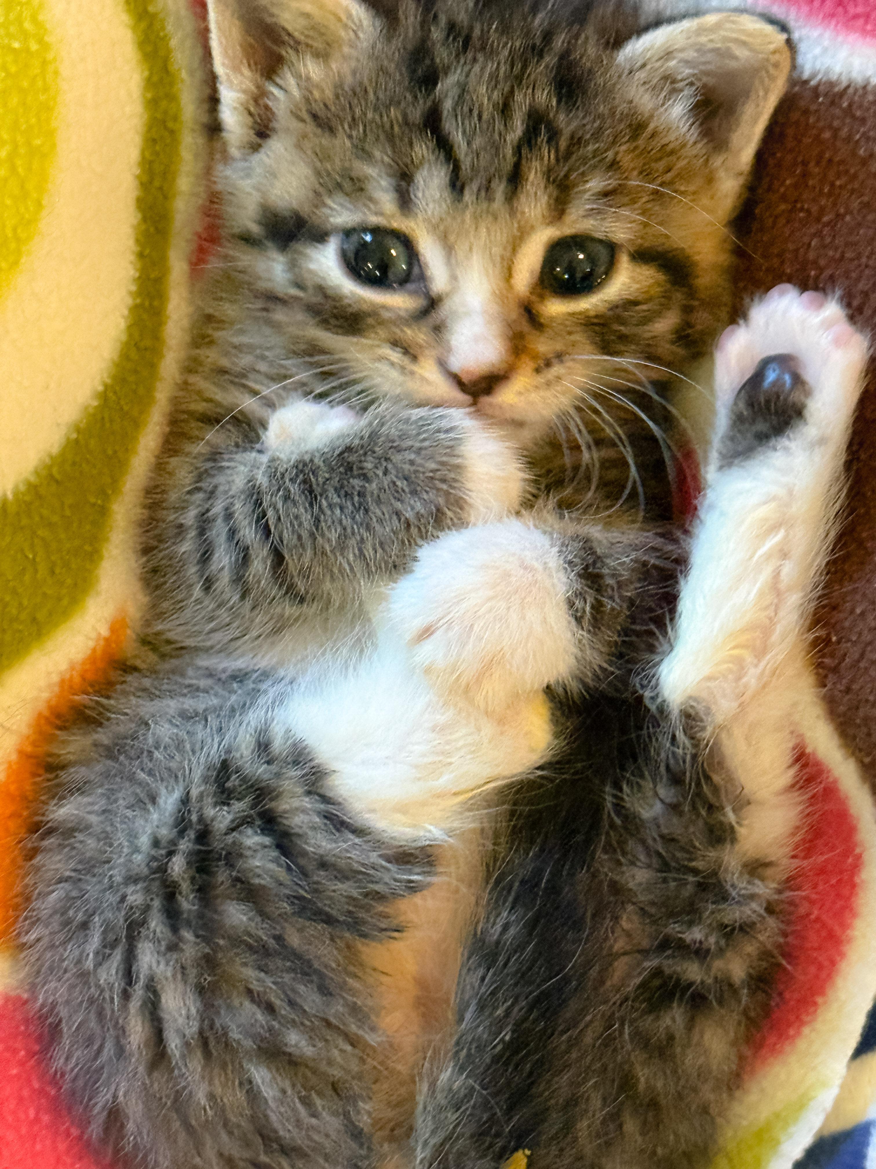 Tigger, a Adoptable Domestic Short Hair in Naples, FL image 5/5