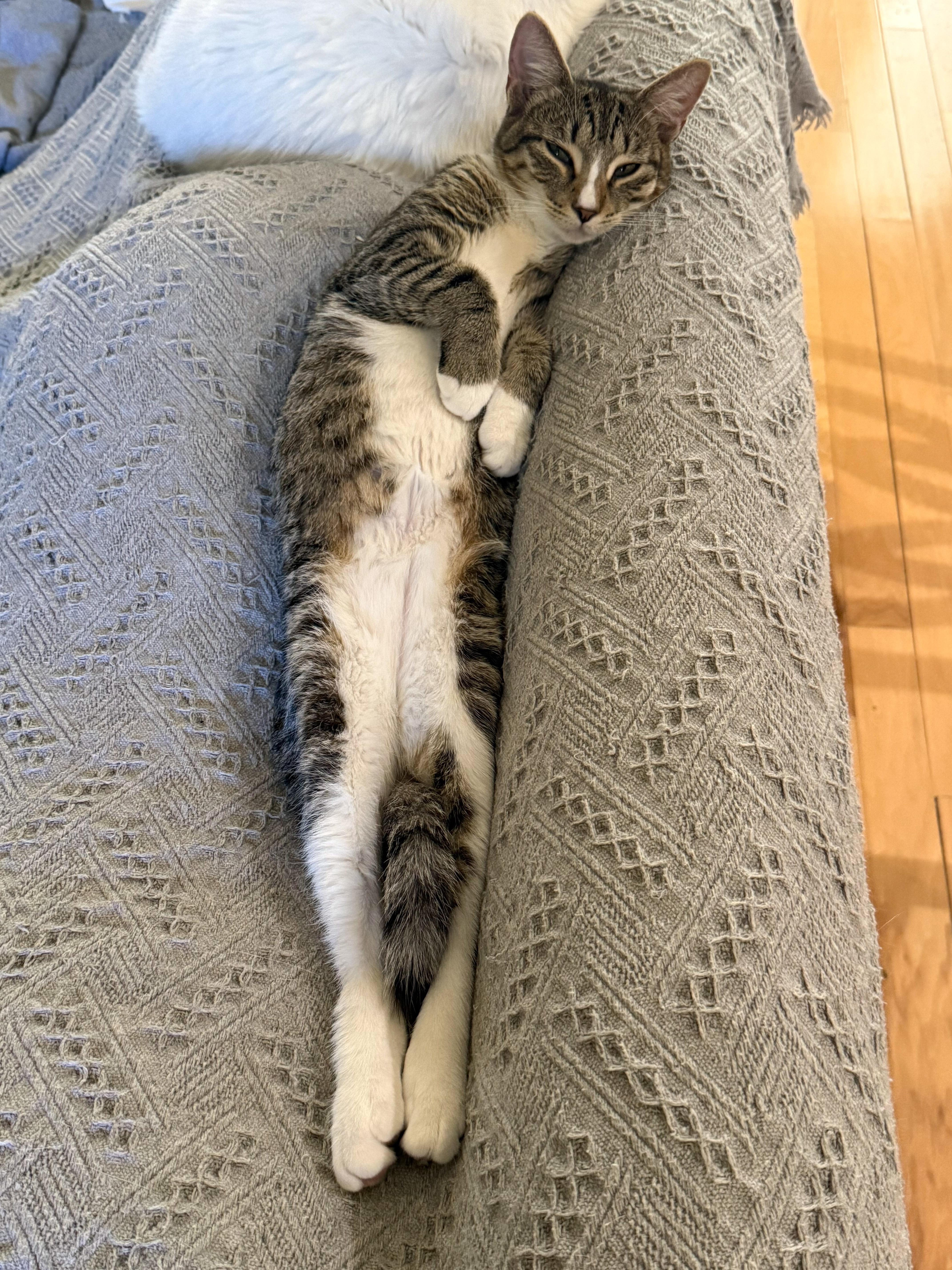 Enlarge Tigger, a Adoptable Domestic Short Hair in Naples, FL image 6/6