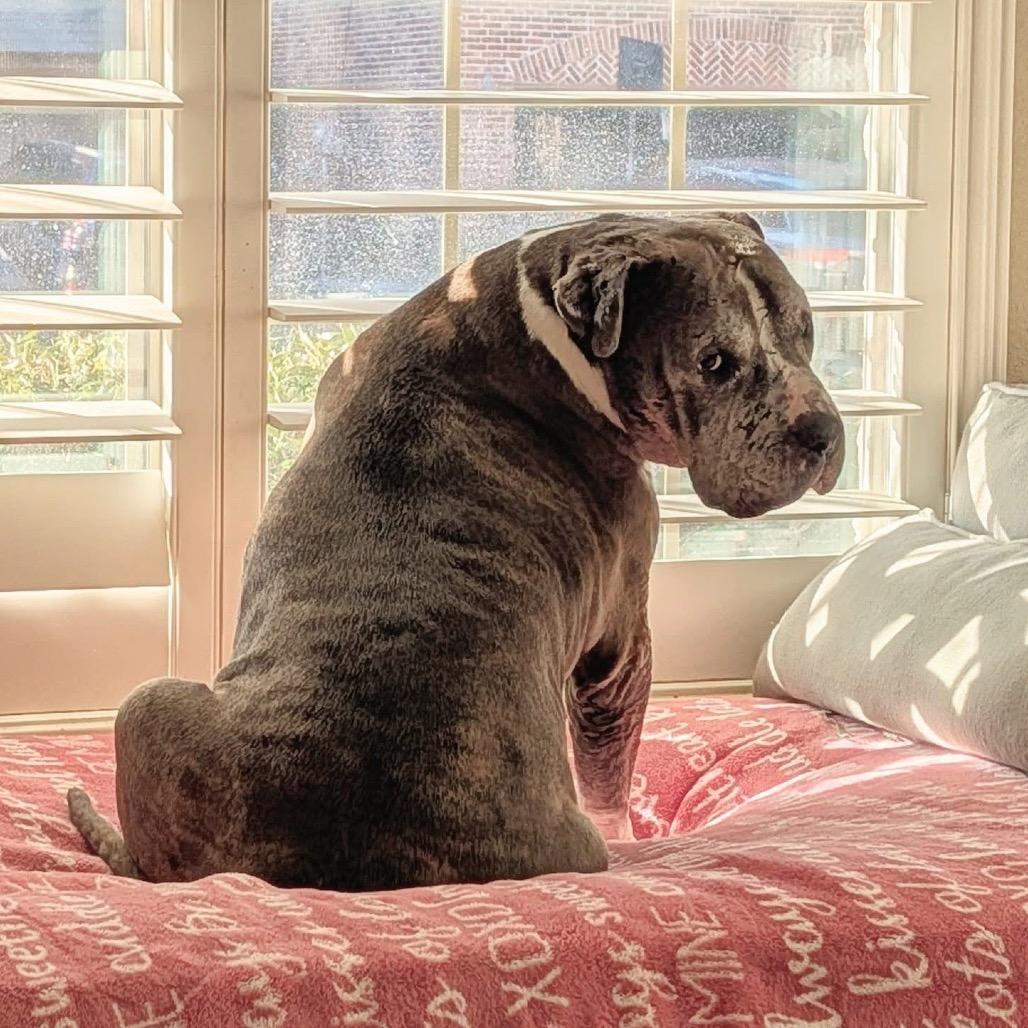 Buddy — thumbnail 2