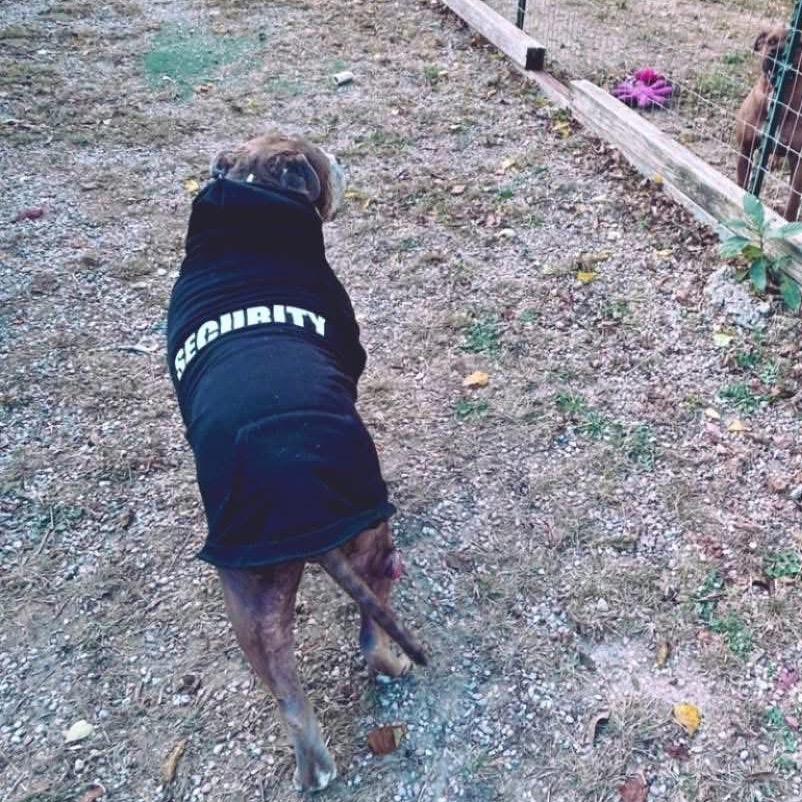 Buddy — thumbnail 3