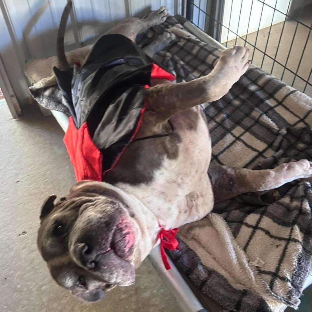 Buddy, a Adoptable mixed breed in Allen, TX image 3/6