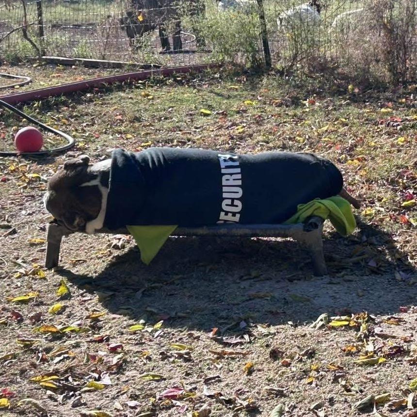 Buddy — thumbnail 5