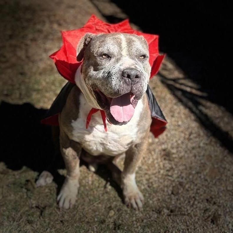 Buddy, a Adoptable mixed breed in Allen, TX image 5/6