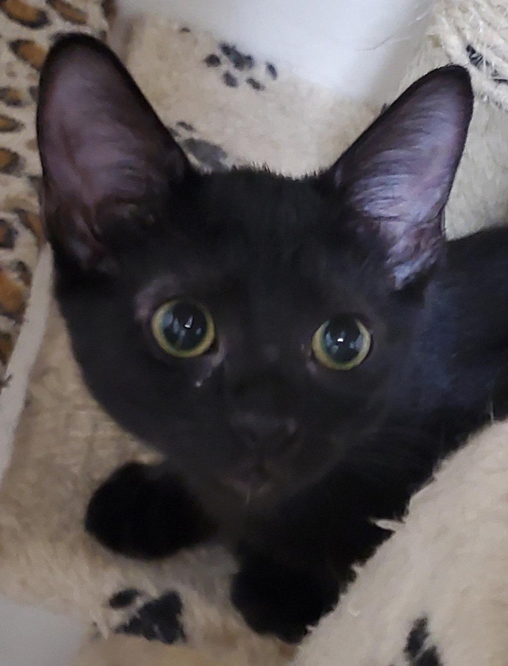 Kahlua, Adoptable, Adult Female Domestic Short Hair.
