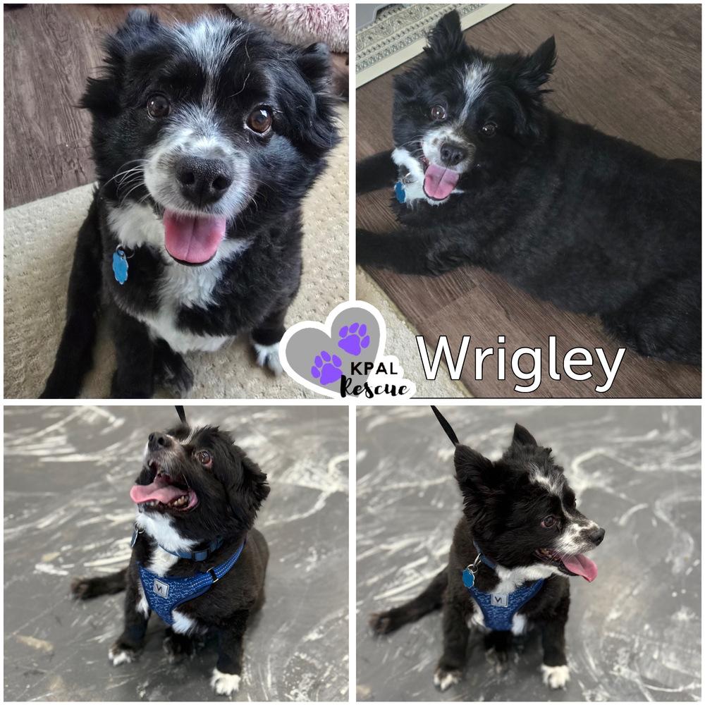 Enlarge Wrigley, a Adoptable mixed breed in Kenai, AK image 1/1