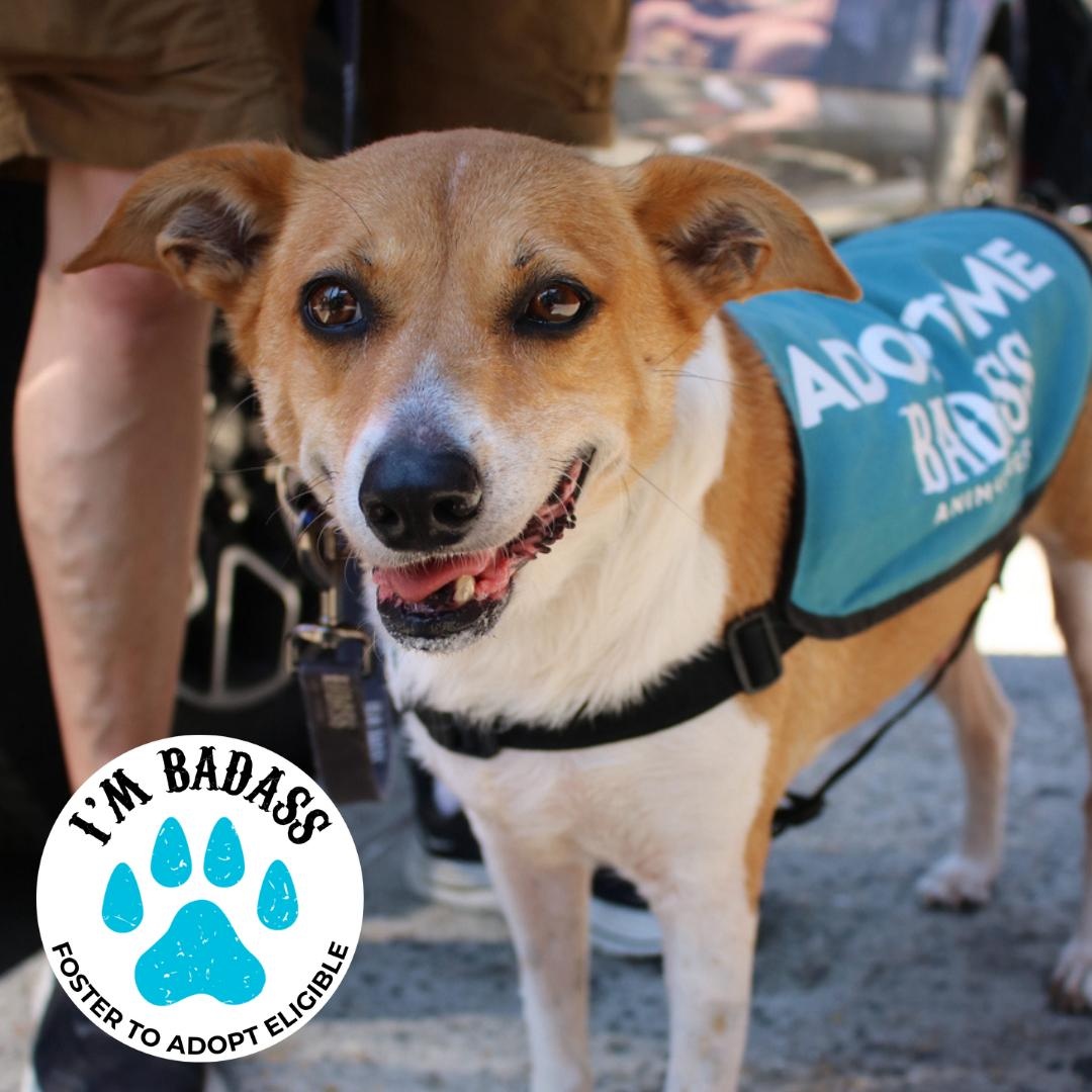 Gooch, ADOPTABLE, Adult Female Terrier.