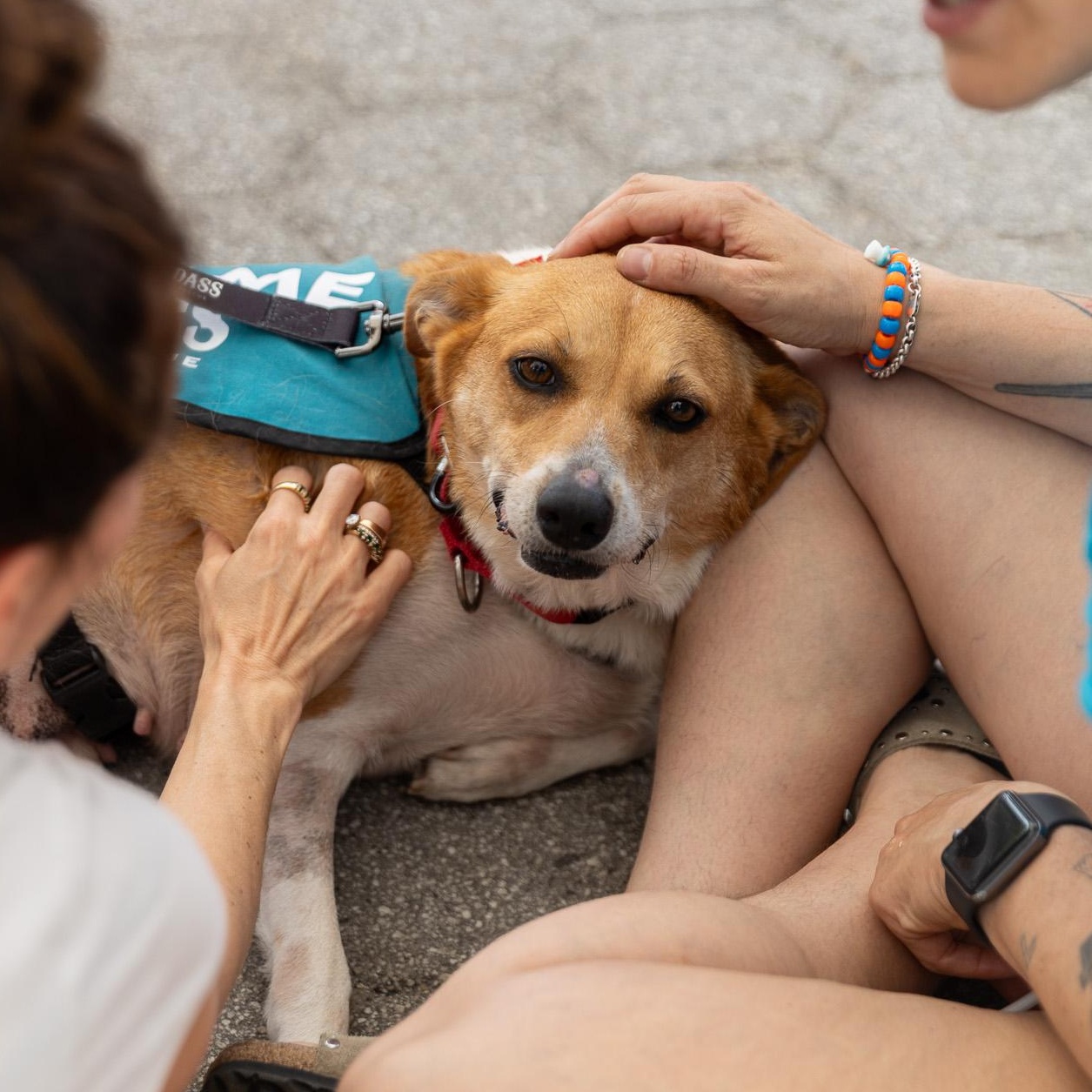 Enlarge Gooch, a ADOPTABLE mixed breed in Brooklyn, NY image 5/6