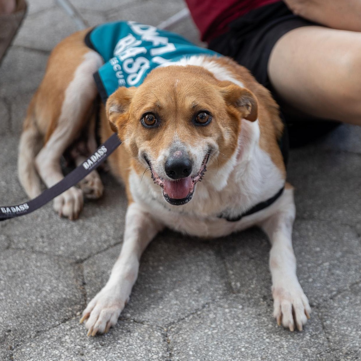 Enlarge Gooch, a ADOPTABLE mixed breed in Brooklyn, NY image 6/6