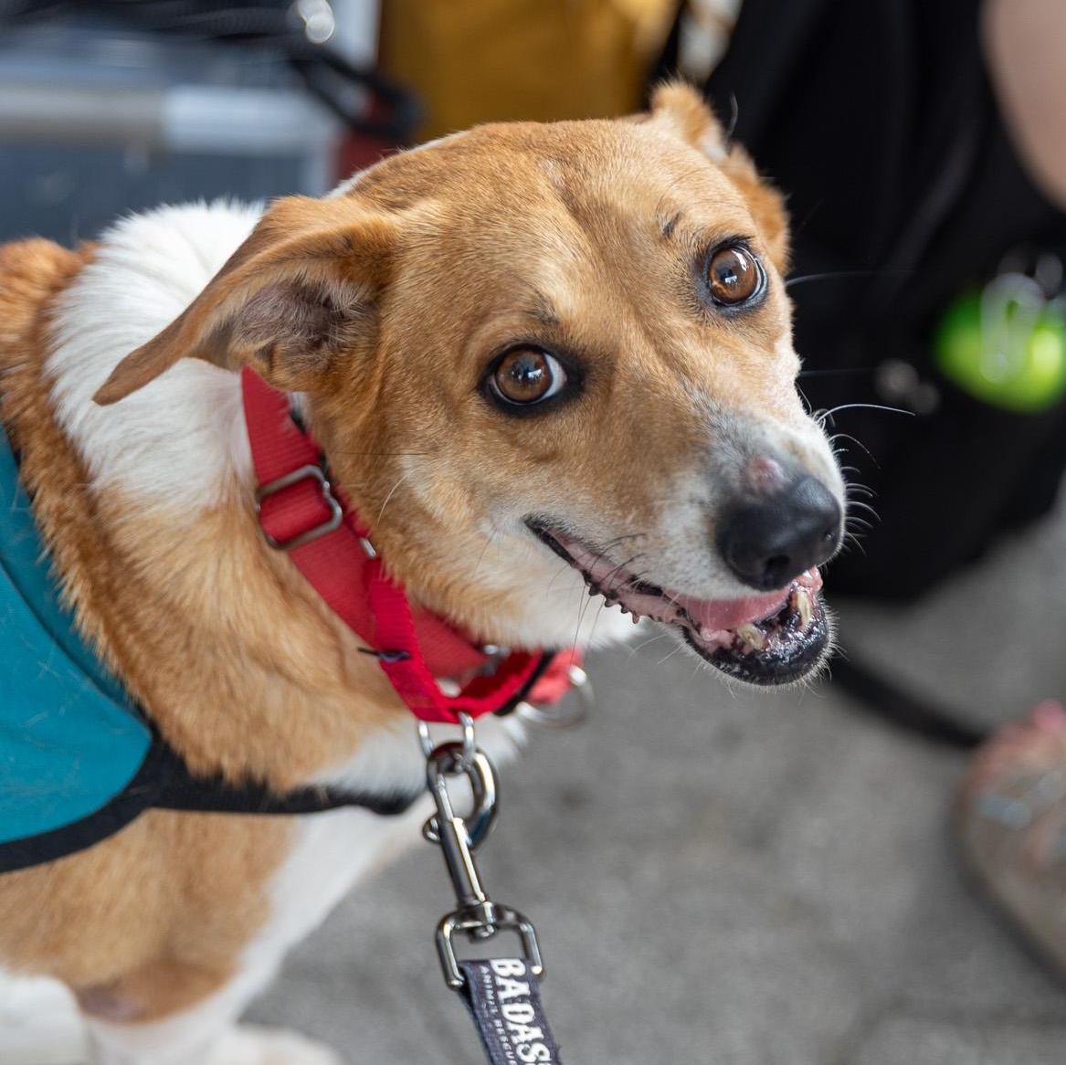 Enlarge Gooch, a ADOPTABLE mixed breed in Brooklyn, NY image 2/6