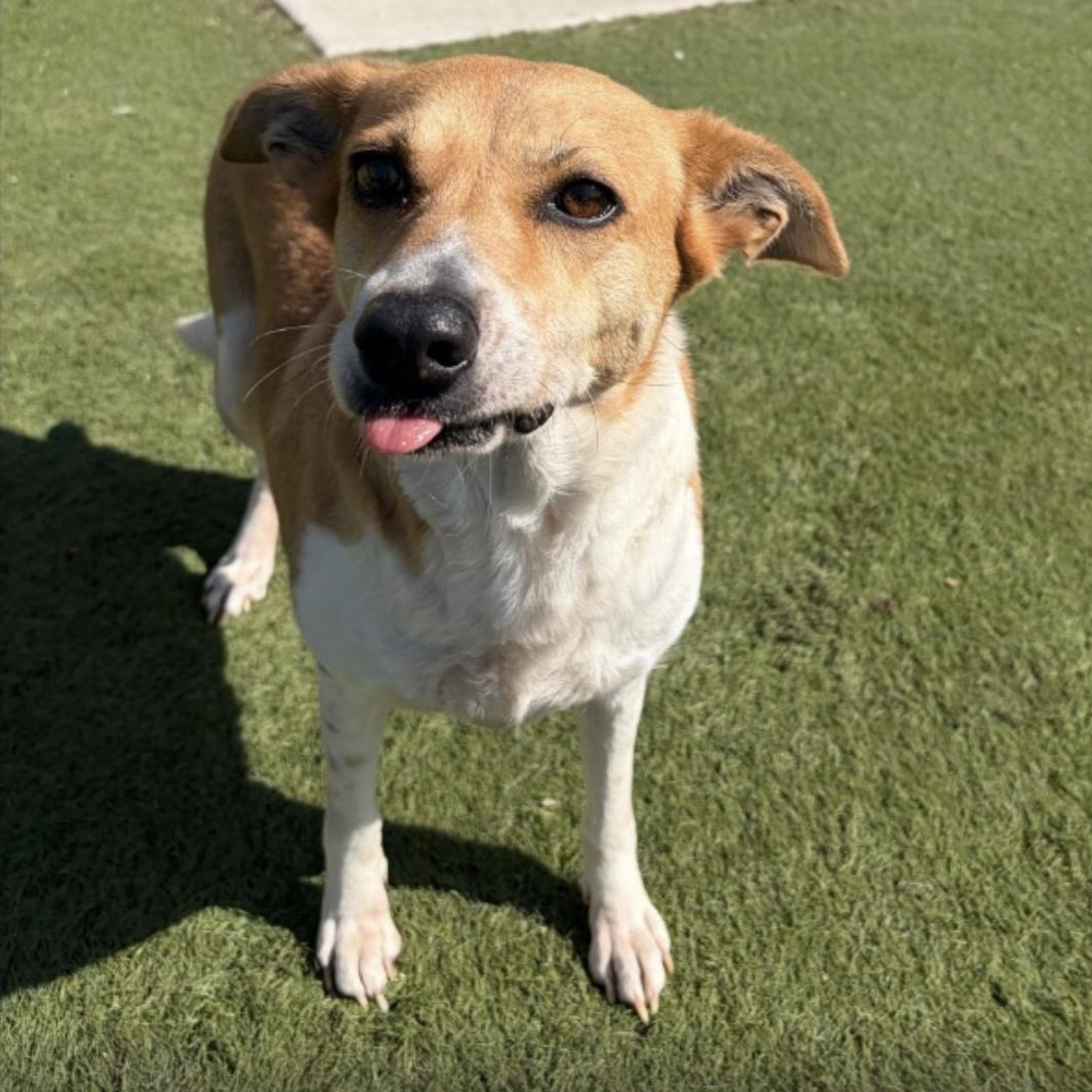 Gooch, ADOPTABLE, Adult Female Terrier.