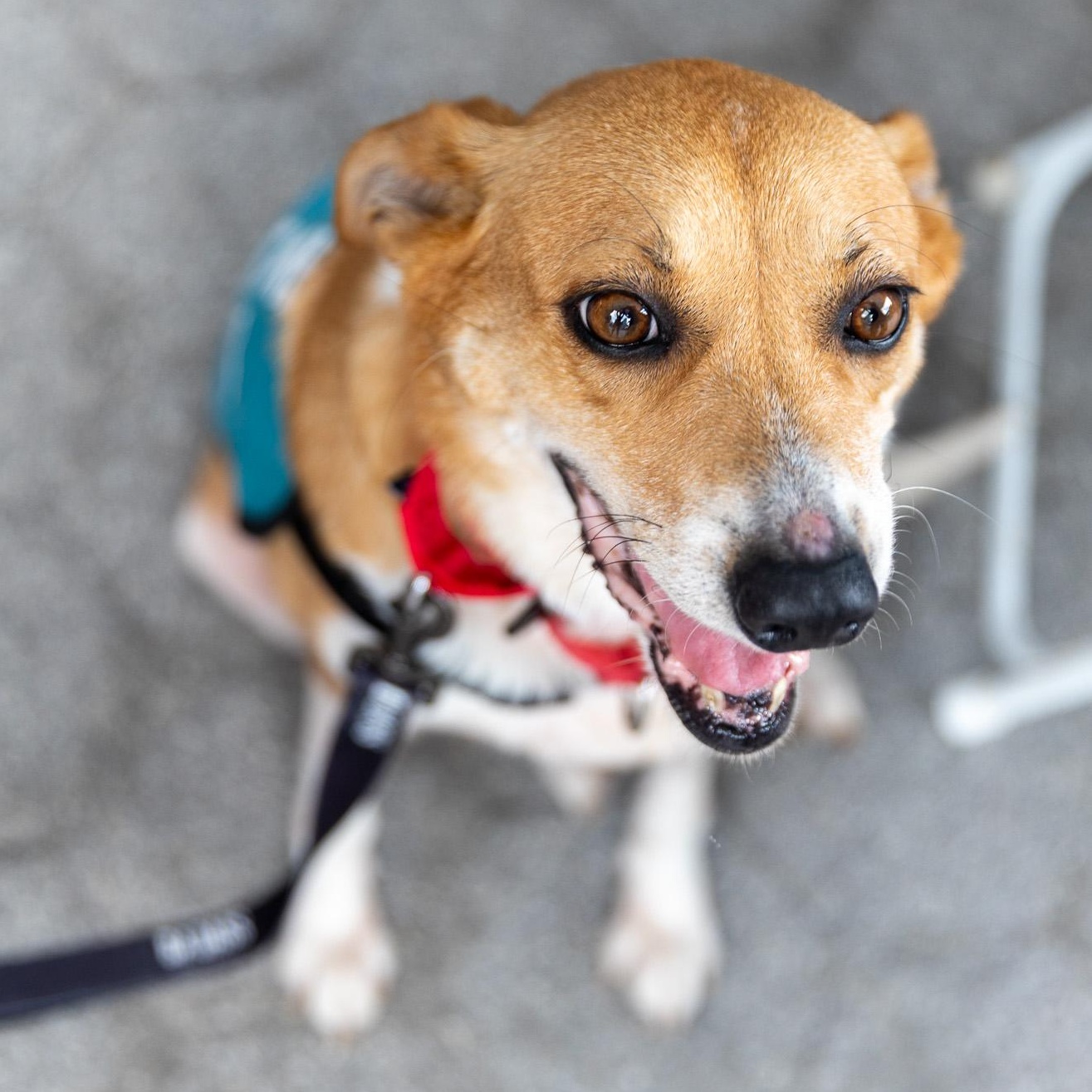 Enlarge Gooch, a ADOPTABLE mixed breed in Brooklyn, NY image 3/6