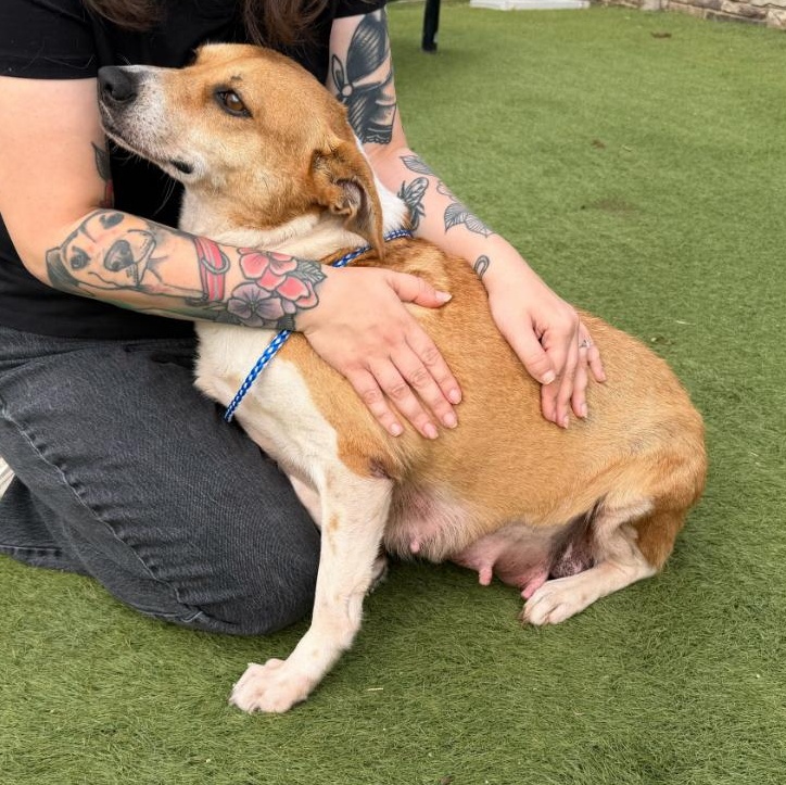 Gooch, a ADOPTABLE mixed breed in Brooklyn, NY image 2/3